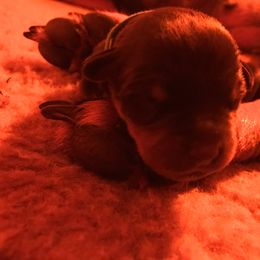 Rottweiler Puppies from Vom Gryphonberg