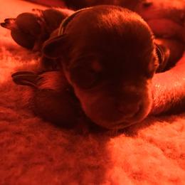 Rottweiler Puppies from Vom Gryphonberg