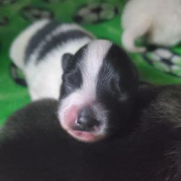 Rowdy - Black parti male Pomeranian puppy in Bellevue, Iowa from Fluffy Wonders Poms and Doodles
