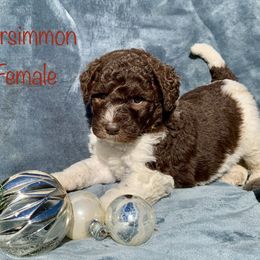 Cavalier King Charles Spaniel, Cavapoo, and Poodle Puppies from Loblolly Ranch