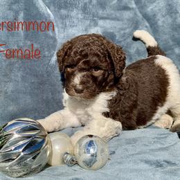Cavalier King Charles Spaniel, Cavapoo, and Poodle Puppies from Loblolly Ranch