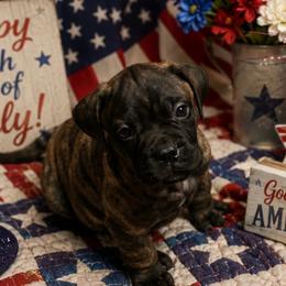 Willow - Red brindle female Bullmastiff puppy in South Attleboro, Massachusetts from Bessettes Bullies