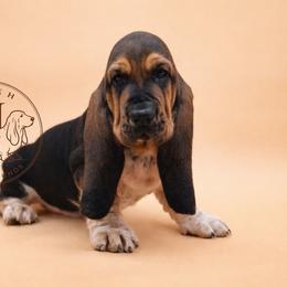 Milk Peanut Crunch - Black white and brown male Basset Hound puppy in Konawa, Oklahoma from Circle H Basset Hounds