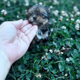 Levi - Black and tan male Yorkshire Terrier puppy in Bolton, Connecticut from Elle Yorkies