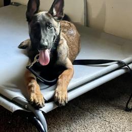 Belgian Malinois Puppies from BlueStone