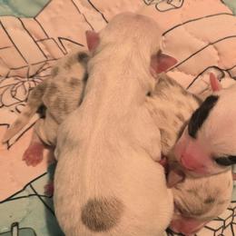 Pippy - Merle female Chihuahua puppy in Amity, Pennsylvania from Baxters Chihuahuas