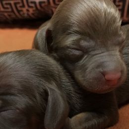 Beagles and Dachshunds from Breezy Hill Kennels