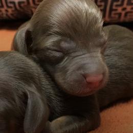 Beagles and Dachshunds from Breezy Hill Kennels