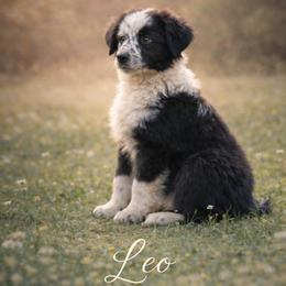 Leo - Black & white male Australian Shepherd puppy in Citra, Florida from AEW Farm