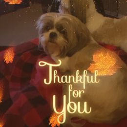 Toot toot - Shih Tzu