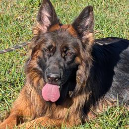 Mercy - German Shepherd