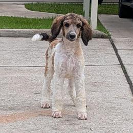 Poseidon - Sable male Poodle puppy in Magnolia, Texas from Celestial Jewels Poodles