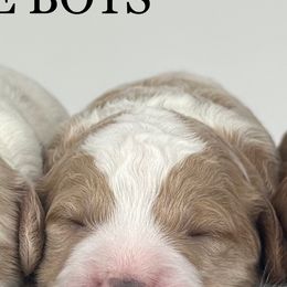 F1b Mini Boy 3 - Apricot male Goldendoodle puppy in Milford, Indiana from Railway Acres Kennel