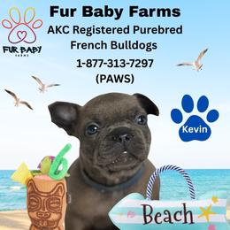 Kevin - Blue fawn male French Bulldog puppy in Michigan from Fur Baby Farms