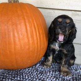 Cocker Spaniel Puppies from Anastasia Knight's Cocker Spaniels