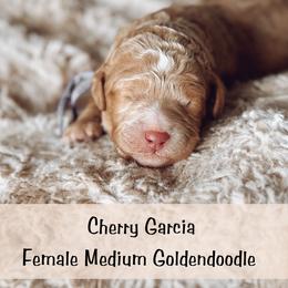 Spot 8 - Apricot female Goldendoodle puppy in Redmond, Oregon from Bourbon and Lace Doodles