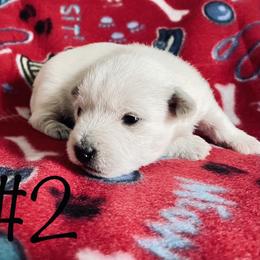 West Highland White Terriers from Haseleu Westies