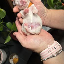 Maltese Puppies from Ayres to Heirs Puppy Co.