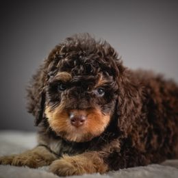 Linen - Brown male Bernedoodle puppy in Caldwell, Idaho from Boise Doodle Co.