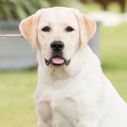 Labrador Retrievers from Everlasting Labradors