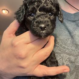 Bernedoodle, Cavapoo, and Poodle Puppies from Liberty Farms Puppies