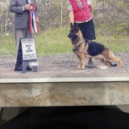 Magic - Black and tan female German Shepherd puppy in Dunnellon, Florida from Wolves Den Ranch
