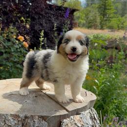 Dune - Blue merle male Miniature Australian Shepherd puppy in Shingletown, California from Whiskeytown Aussies
