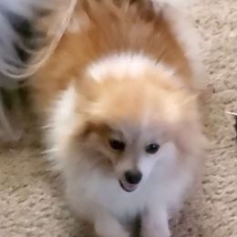 Ginger - Pomeranian