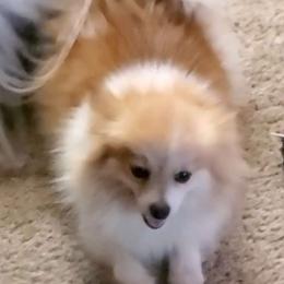 Ginger - Pomeranian