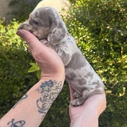 Spring - Dapple female Dachshund puppy in Corona, Ca Hemet, Ca, California from Over The Moon Dachshunds and Doodles