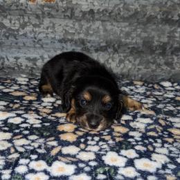 Maverick - Black and tan male Dachshund puppy in Liberty, Mississippi from Liberty Oaks Aussies and Dachshunds