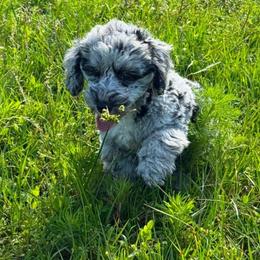 Winnie - Merle female Sheepadoodle puppy in Saint Cloud, Florida from Rising Star Kennels