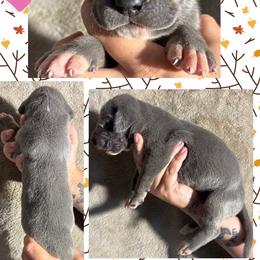 Fleece - Blue female Great Dane puppy in Wellsville, New York from Prophecy Danes