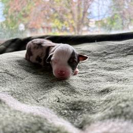 Boy two - Red merle male Miniature Australian Shepherd puppy in Oroville, Washington from High Mountain Aussies