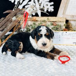 Red boy - Tri-color male Bernedoodle puppy in Waukesha, Wisconsin from Bernedoodle Boutique (and Cavapoos)