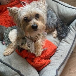 Assorted Doodle Crosses, Double Doodle, Maltipoo, Morkie, and Yorkipoo Puppies from Danza Bolo