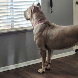 Rogue - Cane Corso