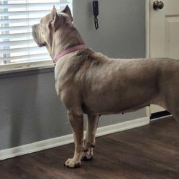 Rogue - Cane Corso