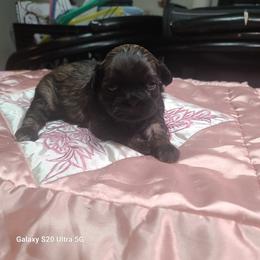 Girl 1 - Tricolor female Shih Tzu puppy in Belleville, Michigan from Patricia's Heavenly Earth Angels