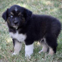 Steel - Black tri male Miniature Australian Shepherd puppy in Evant, Texas from Lazy VT Bar Ranch