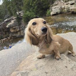 Candy - Dachshund