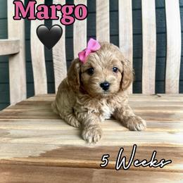 Margo - Red female Cavapoo puppy in Runaway Bay, Texas from Green Ranch Doodles