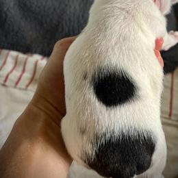 Staffordshire Bull Terrier Puppies from 1LoveStaffies-Hawaii