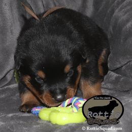 Boy 4 - male Rottweiler puppy in Shepherdsville, Kentucky from Rottie Squad Kennel