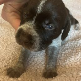 Wirehaired Pointing Griffon Puppies from Hall's TX Griffons