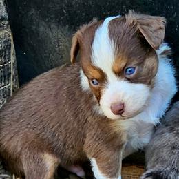 Ryan - Red tri male Toy Australian Shepherd puppy in Snowflake, Arizona from Halfpint Aussies