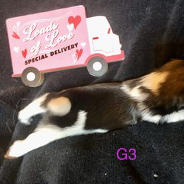 Girl 4 - Shih Tzu puppy in Silver Lake, Oregon from Bling Shih Tzu