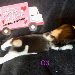 Girl 4 - Shih Tzu puppy in Silver Lake, Oregon from Bling Shih Tzu