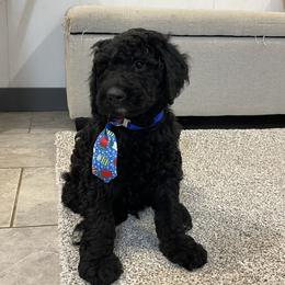 Coco - Black male Goldendoodle puppy in Sugarcreek, Ohio from True Hearted Doodles