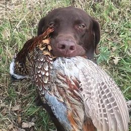 Labrador Retrievers from Bull Valley Retrievers